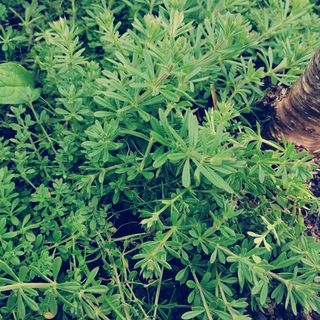 Cleavers Tincture