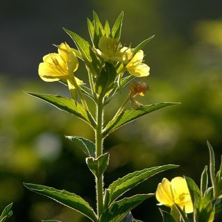 Evening Primrose Plants
