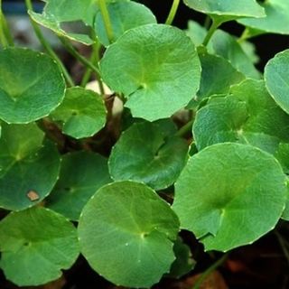 Gotu Kola plants