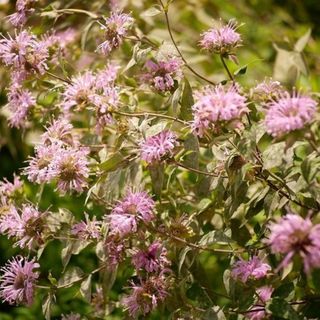 Bergamot Plants