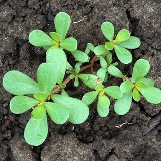 Purslane Plants