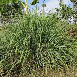 Lemongrass plants