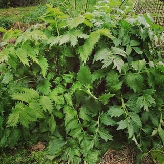 Valerian Plants