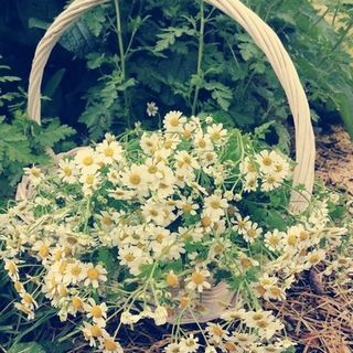 Organic Dried Feverfew Tea