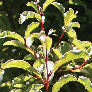 Māpou Tincture