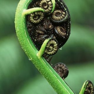 Organic Mamaku Oil