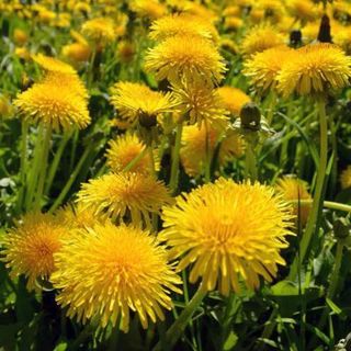 Dandelion Tincture