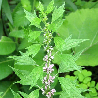 Motherwort plants