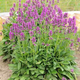 Wood Betony Plant