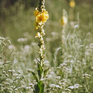 Mullein Tincture