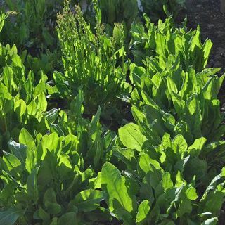 Sorrel Lemon Herb Plants