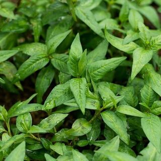 Vietnamese Mint/Coriander