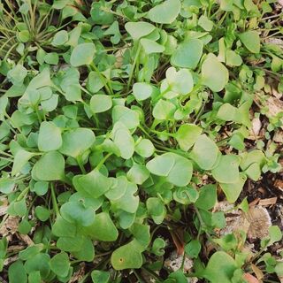 Miners Lettuce Plants