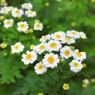 Pyrethrum Plants