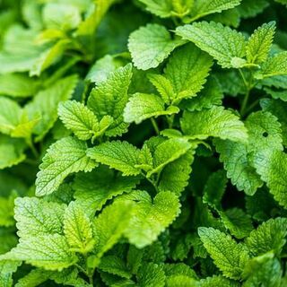 Organic Lemon Balm Oil