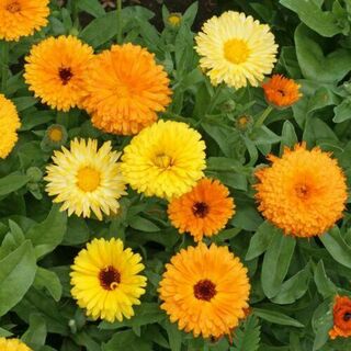Calendula Plants