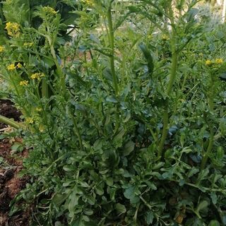 Land Cress plants