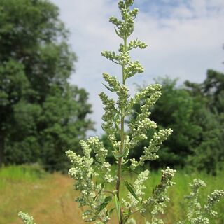 Mugwort plants
