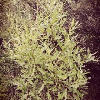 Akeake Tincture