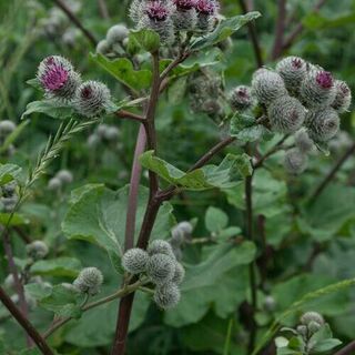 Burdock plants