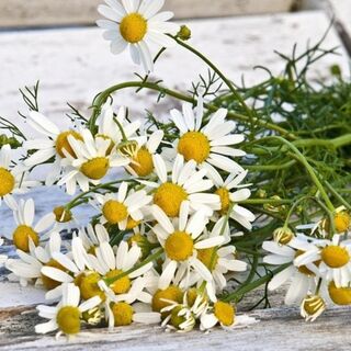 Chamomile Plants