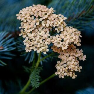 Yarrow (pastel assorted) plants
