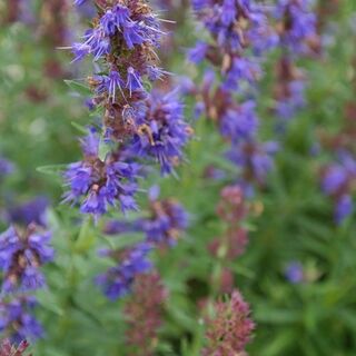 Hyssop plants