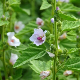 Marshmallow Plants