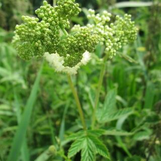 Meadowsweet plants