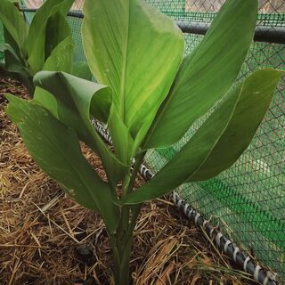Turmeric Plants