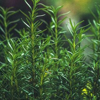 Rosemary plants