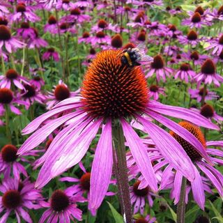 Echinacea plants