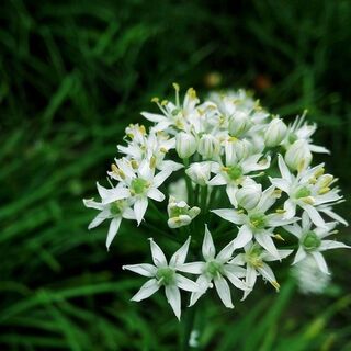 Chives (Garlic) Plants