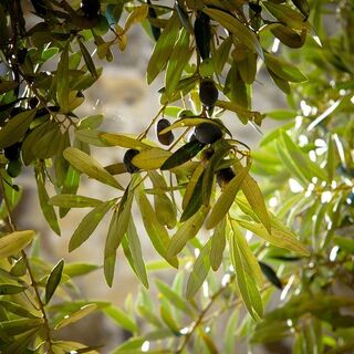Olive Leaf Tincture