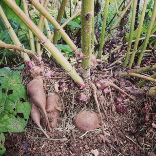Yacon Rhizome