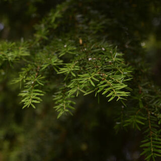 Tōtara Tincture