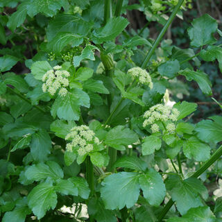 Alexanders Plants