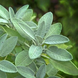 Sage plants