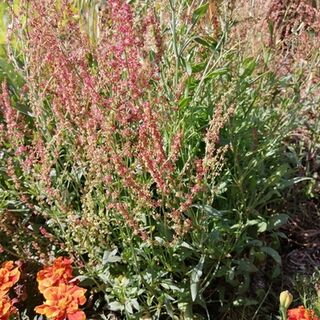 Sorrel Sheep Plants