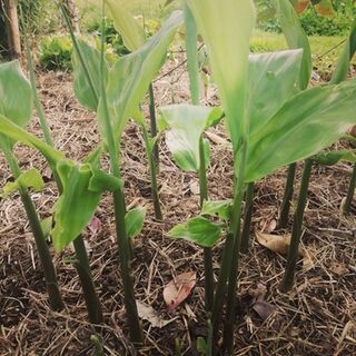 Ginger (Myoga) Plants