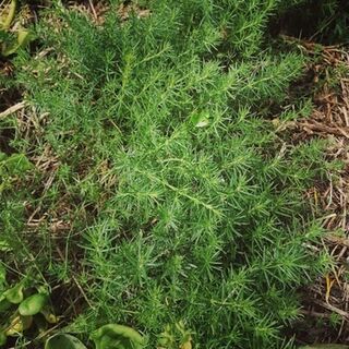 Lady's Bedstraw Plants
