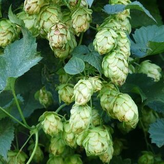 Hops Plants