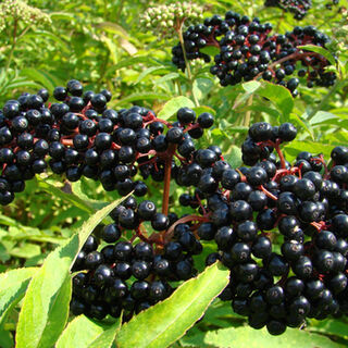 Elderberry Tincture
