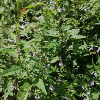 Skullcap plants