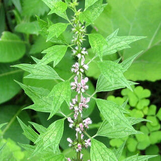 Motherwort tincture