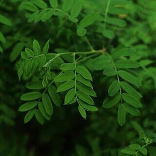 Moringa Tincture