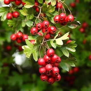 Hawthorn Tincture