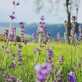 Lavender tincture