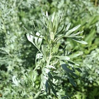 Wormwood Plants