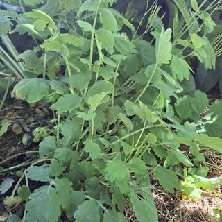Greater Celandine Plants